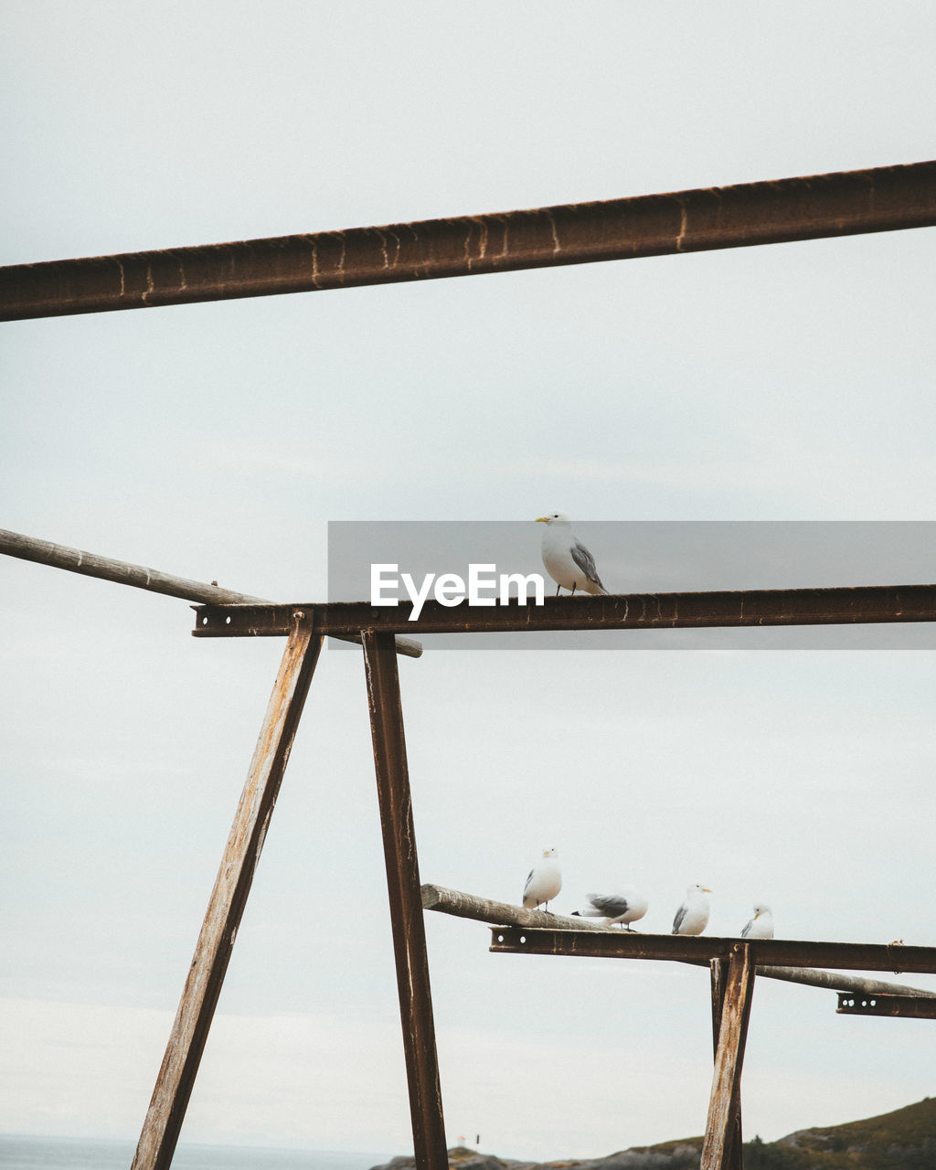 Low angle view of seagull perching on railing against sky