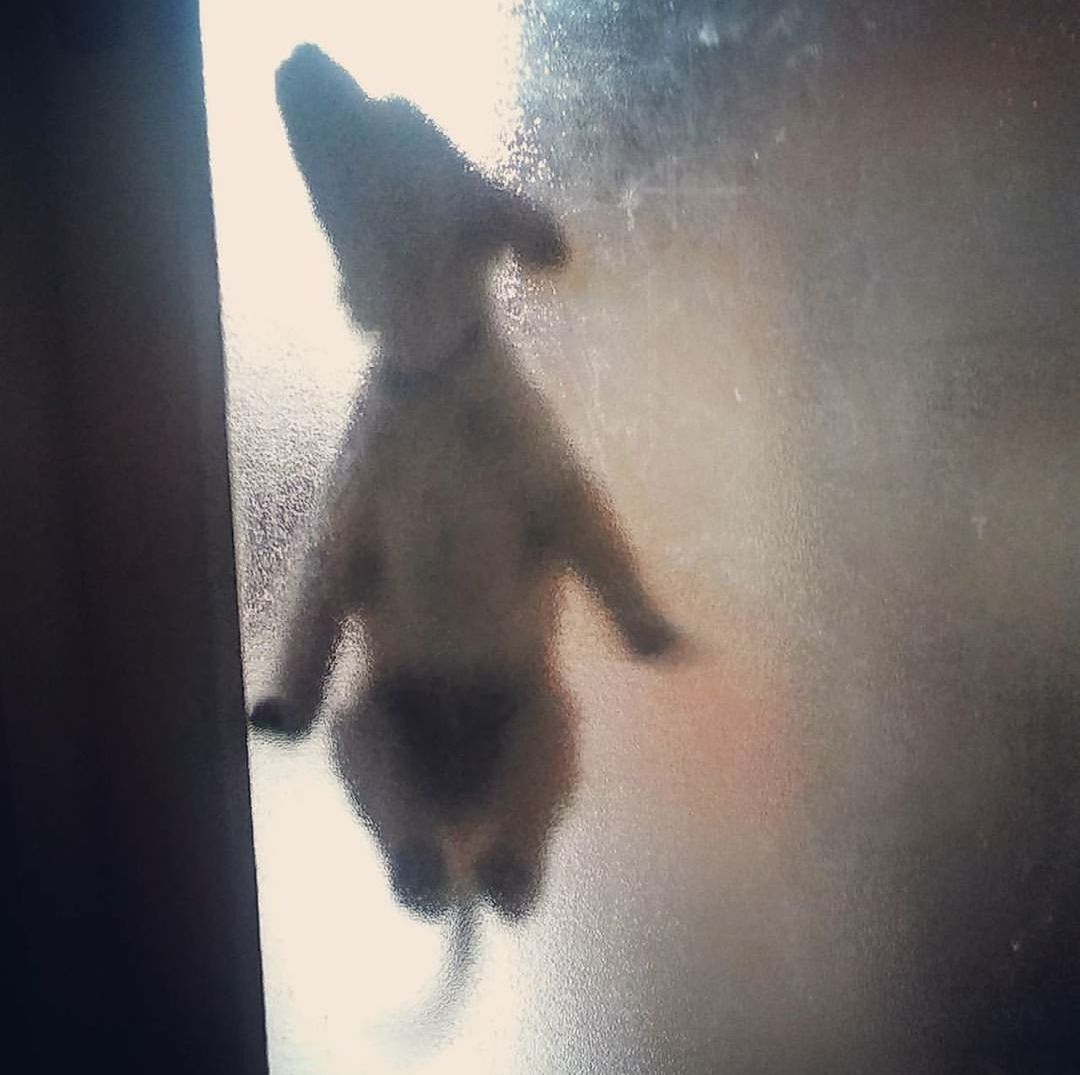 CAT ON WINDOW SILL