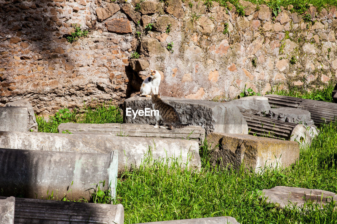 VIEW OF A HORSE IN THE WALL