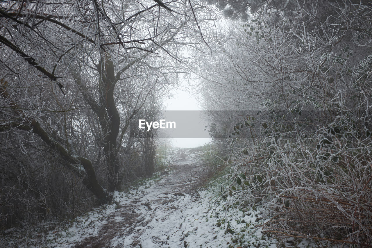 VIEW OF BARE TREES IN FOREST