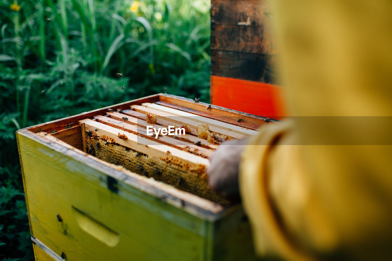 Midsection of beekeeper holding beehive tray 