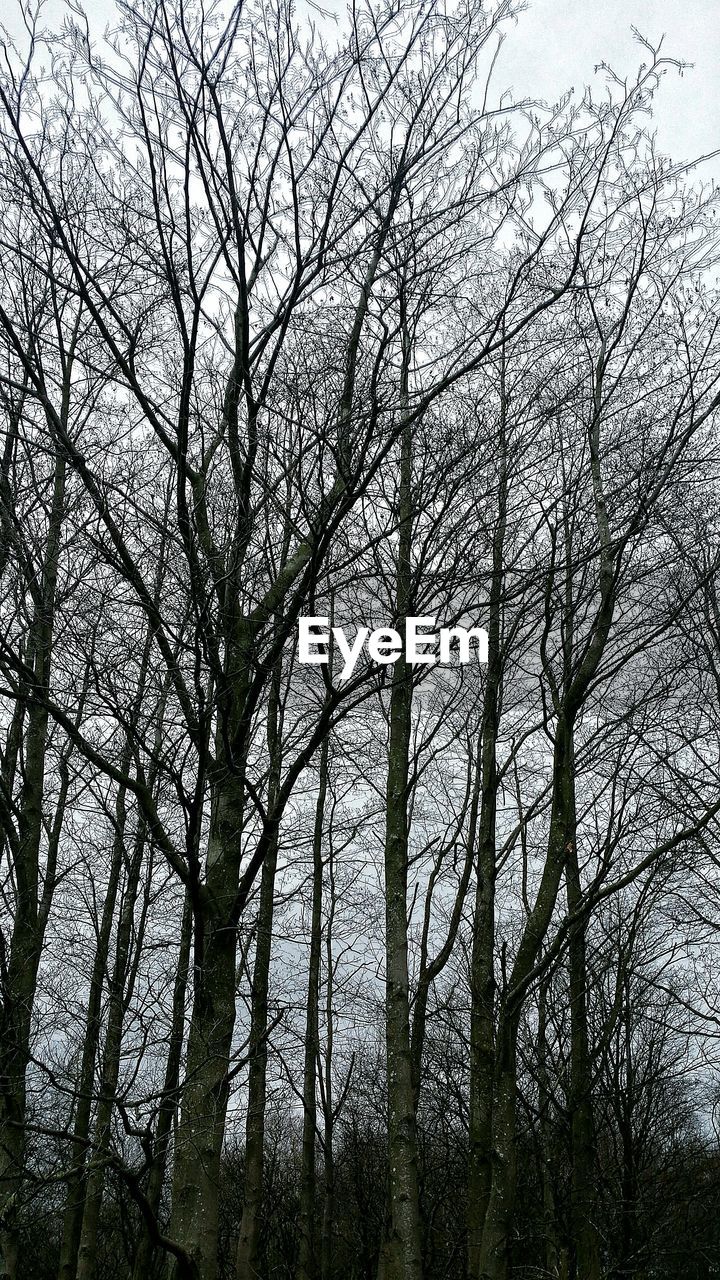 LOW ANGLE VIEW OF TREES AGAINST SKY