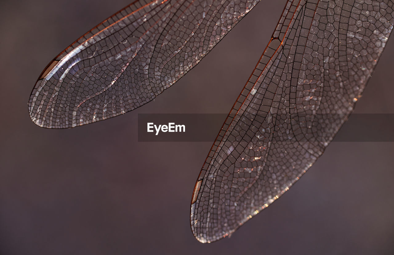 Closeup view of dragonfly wing