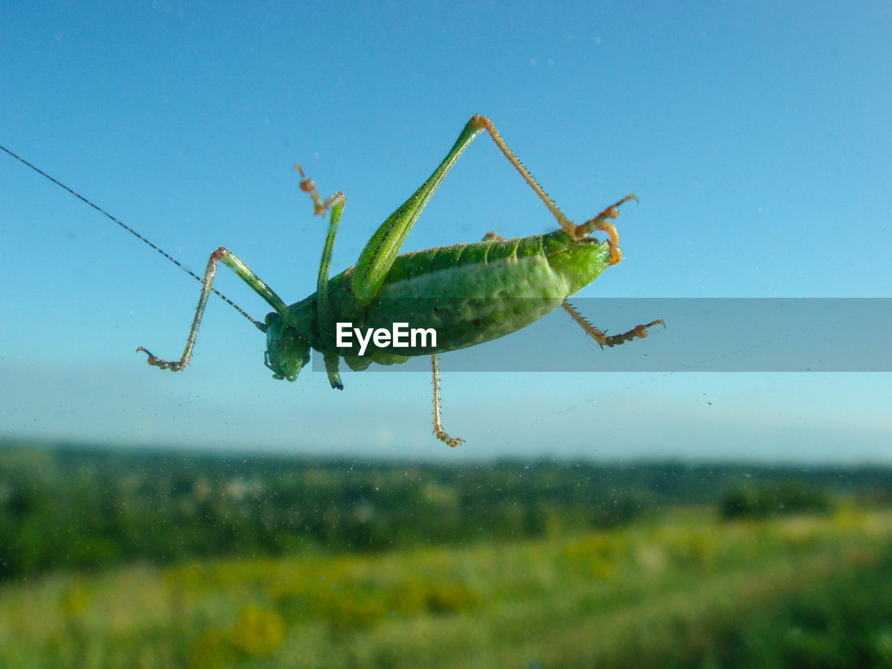 Close-up side view of grasshopper against clear blue sky
