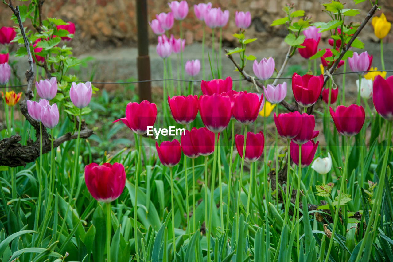 Pink tulips in field