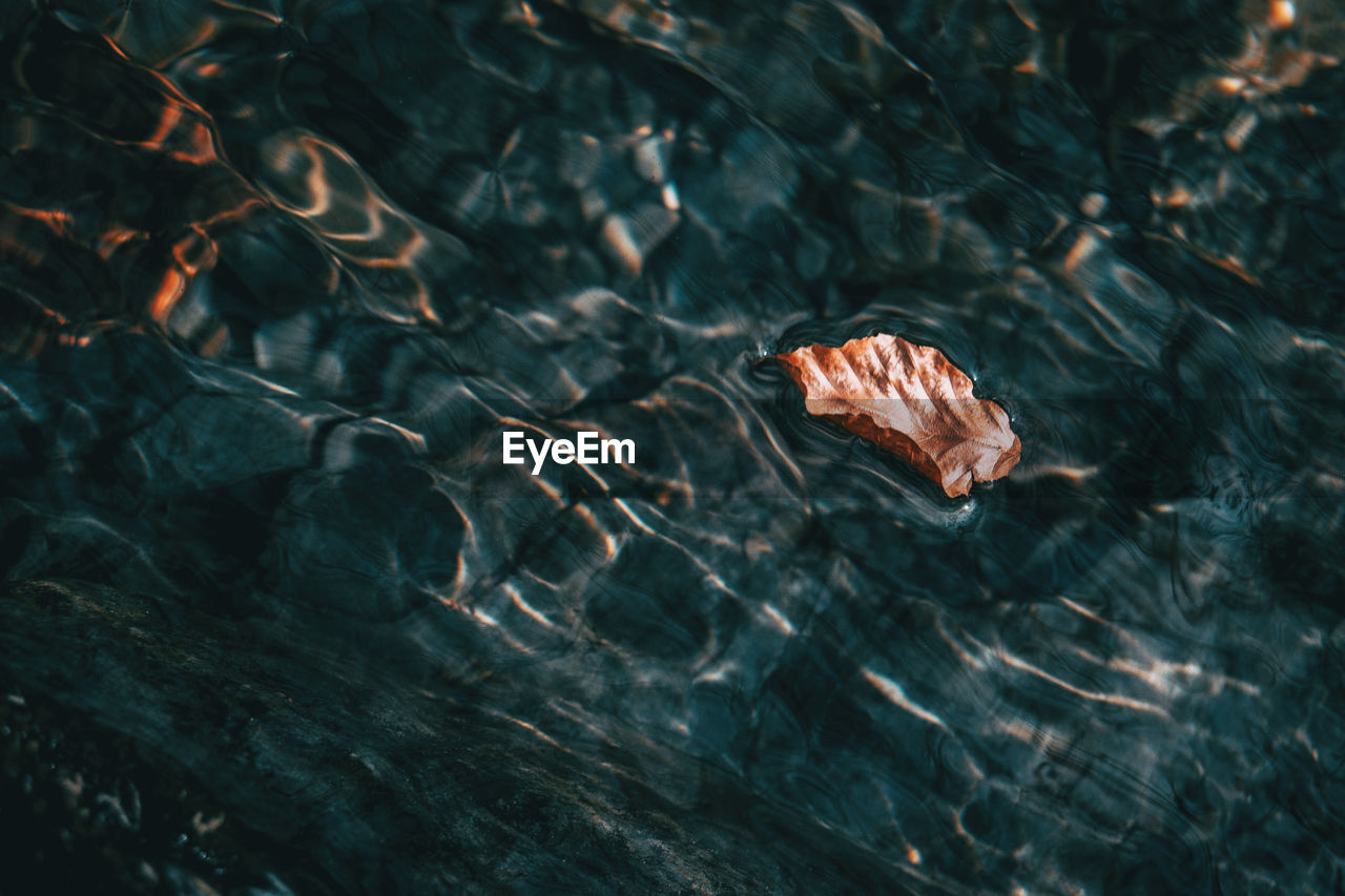 HIGH ANGLE VIEW OF LEAVES FLOATING ON WATER