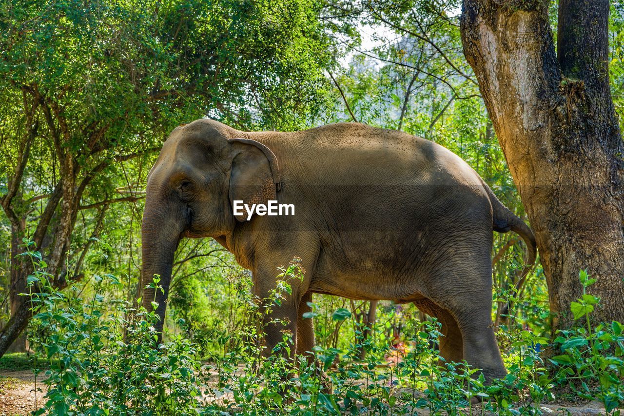 Elephant in jungle