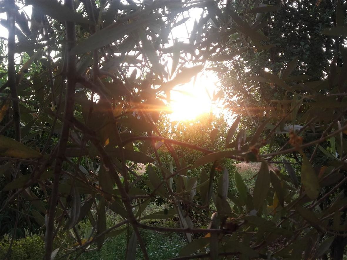 TREES GROWING IN FOREST