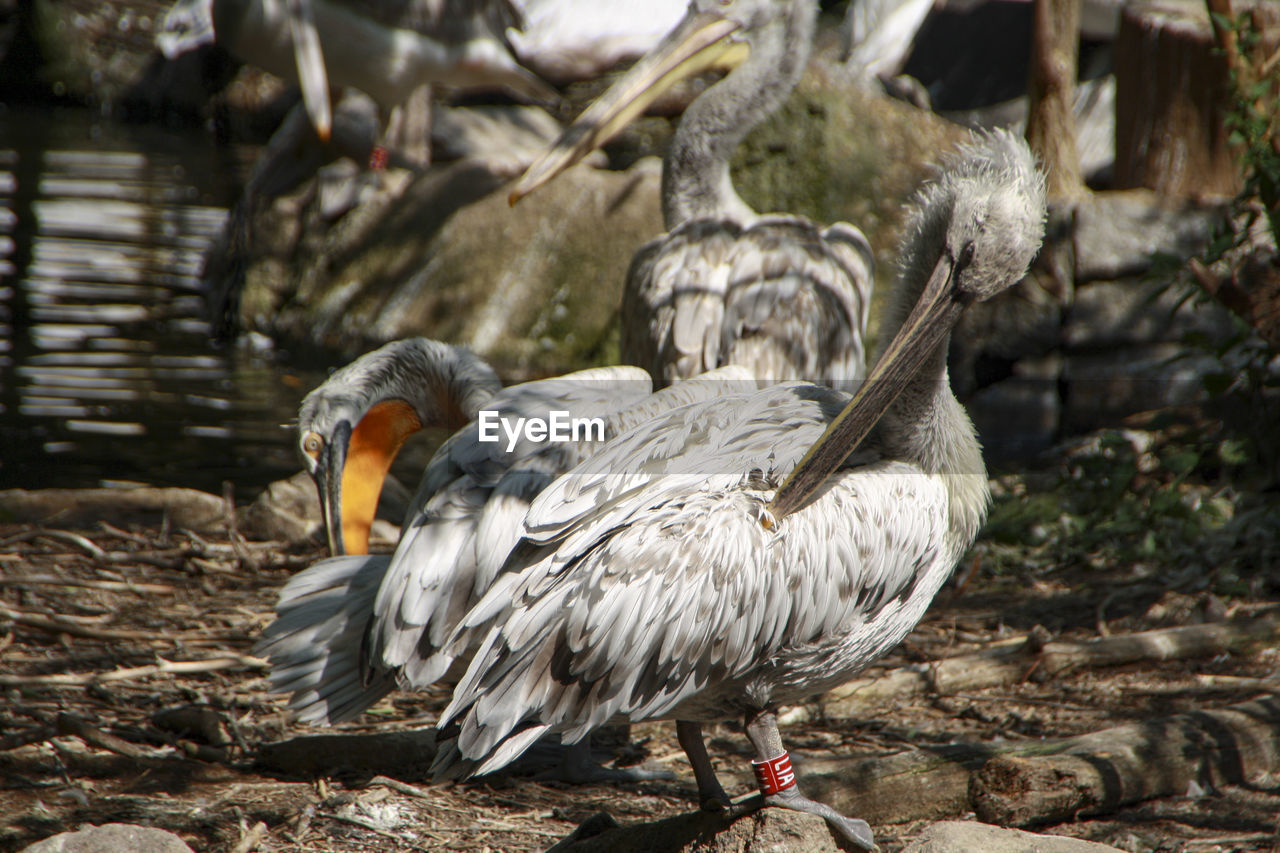 CLOSE-UP OF EAGLE