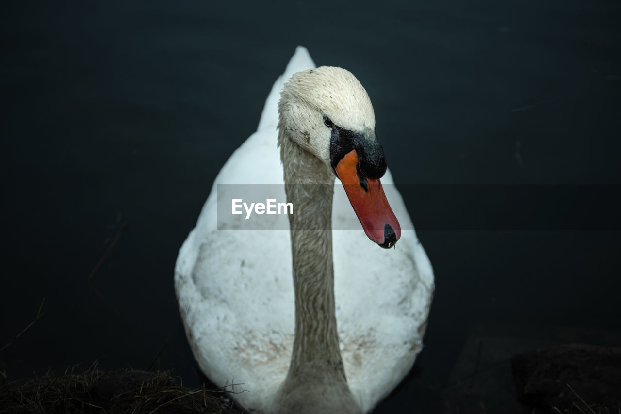 animal themes, animal, bird, wildlife, swan, animal wildlife, one animal, water, beak, ducks, geese and swans, water bird, nature, lake, mute swan, white, no people, animal body part, wing, close-up, day, outdoors, zoology