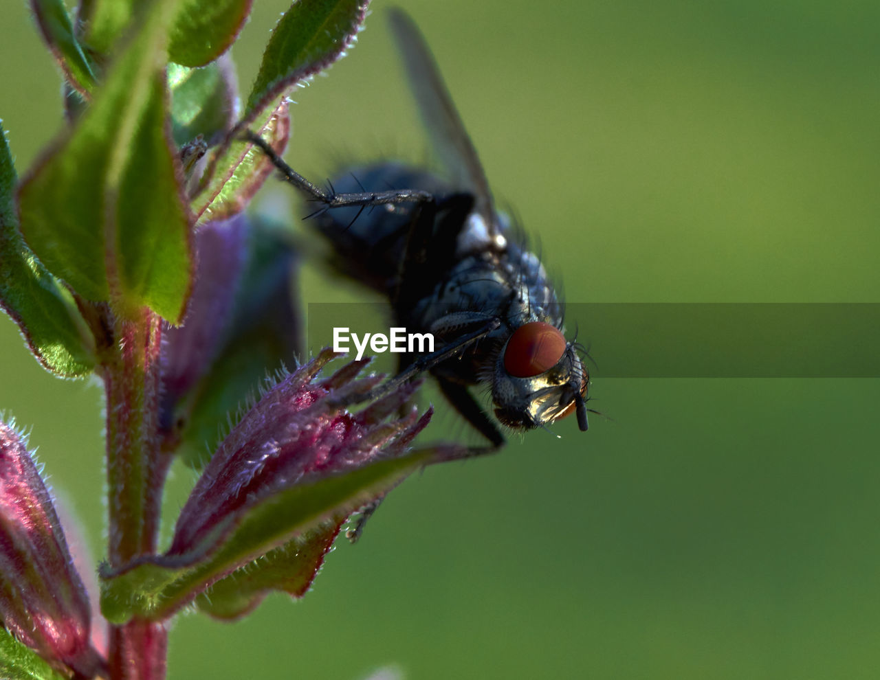 Close-up of fly pollinating yellow flower