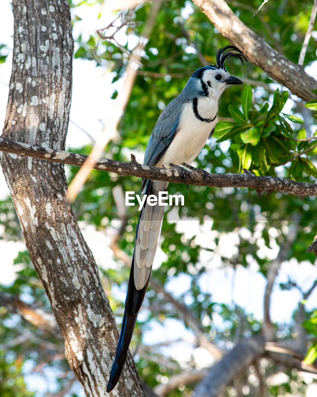 White-throated magpie jay in the trees in huatulco mexico