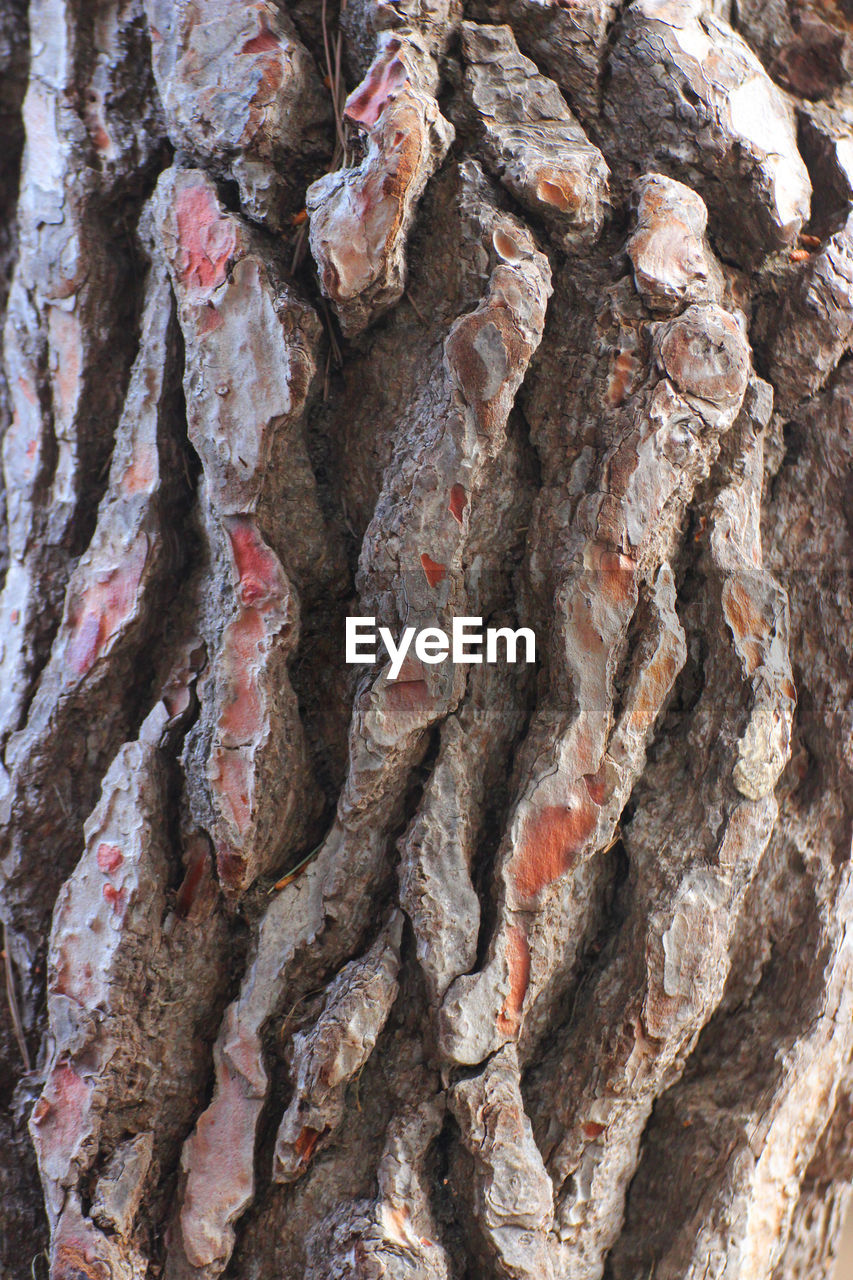 FULL FRAME SHOT OF TREE TRUNK ROCK