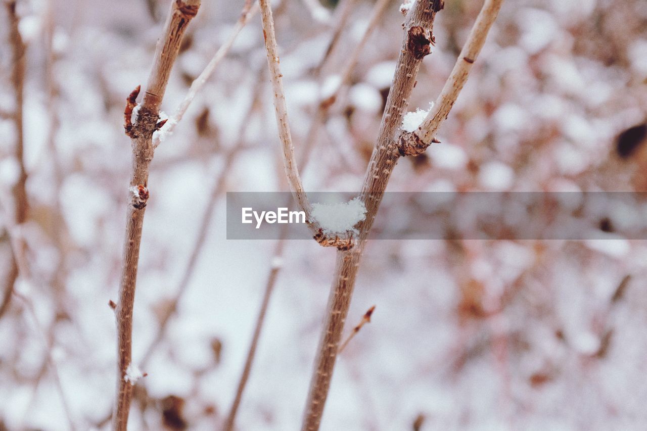 Close-up of snow on plants