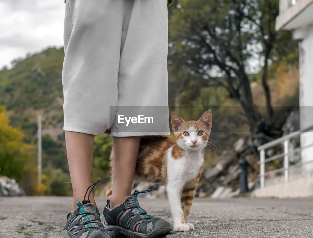 Ginger kitty is standing near kid's legs outdoor and looking at camera