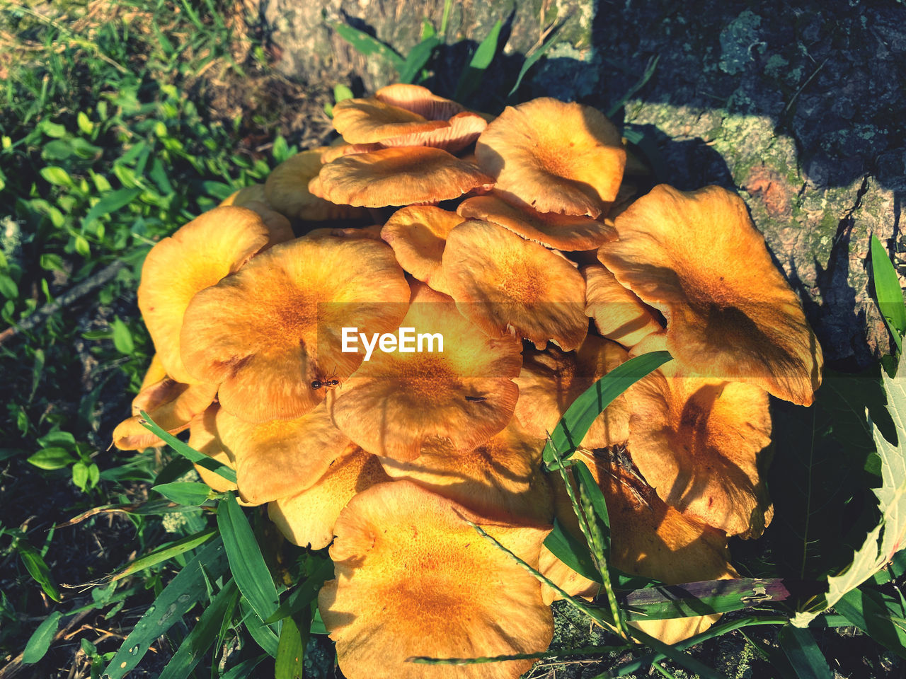 HIGH ANGLE VIEW OF WILTED PLANT ON FIELD DURING AUTUMN