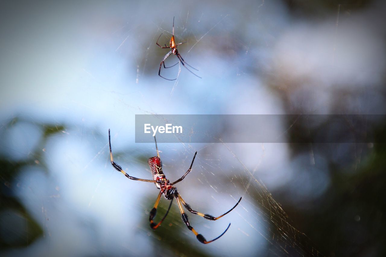 SPIDER ON WEB