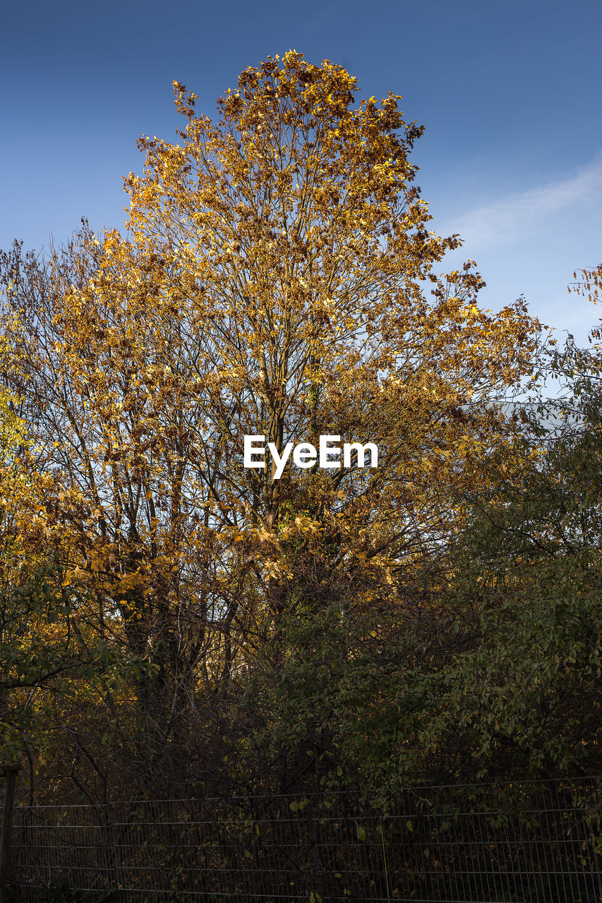 Low angle view of tree against sky during autumn