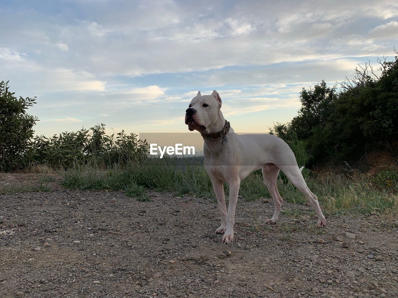 DOG LOOKING AWAY ON FIELD