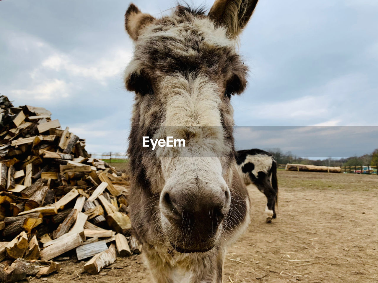 PORTRAIT OF A HORSE ON FIELD AGAINST SKY