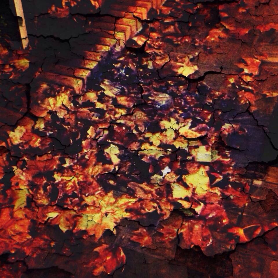 LEAVES IN AUTUMN LEAVES