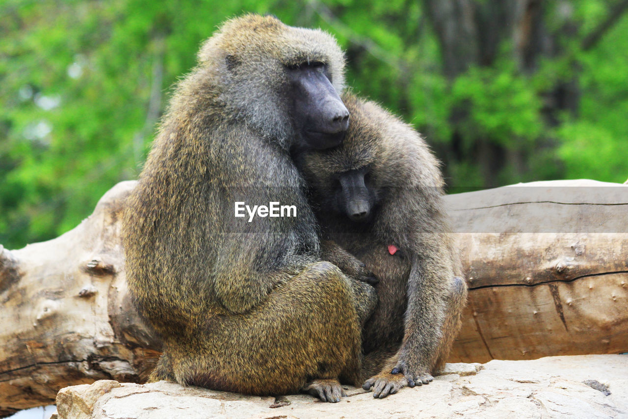 MONKEYS SITTING ON ROCK