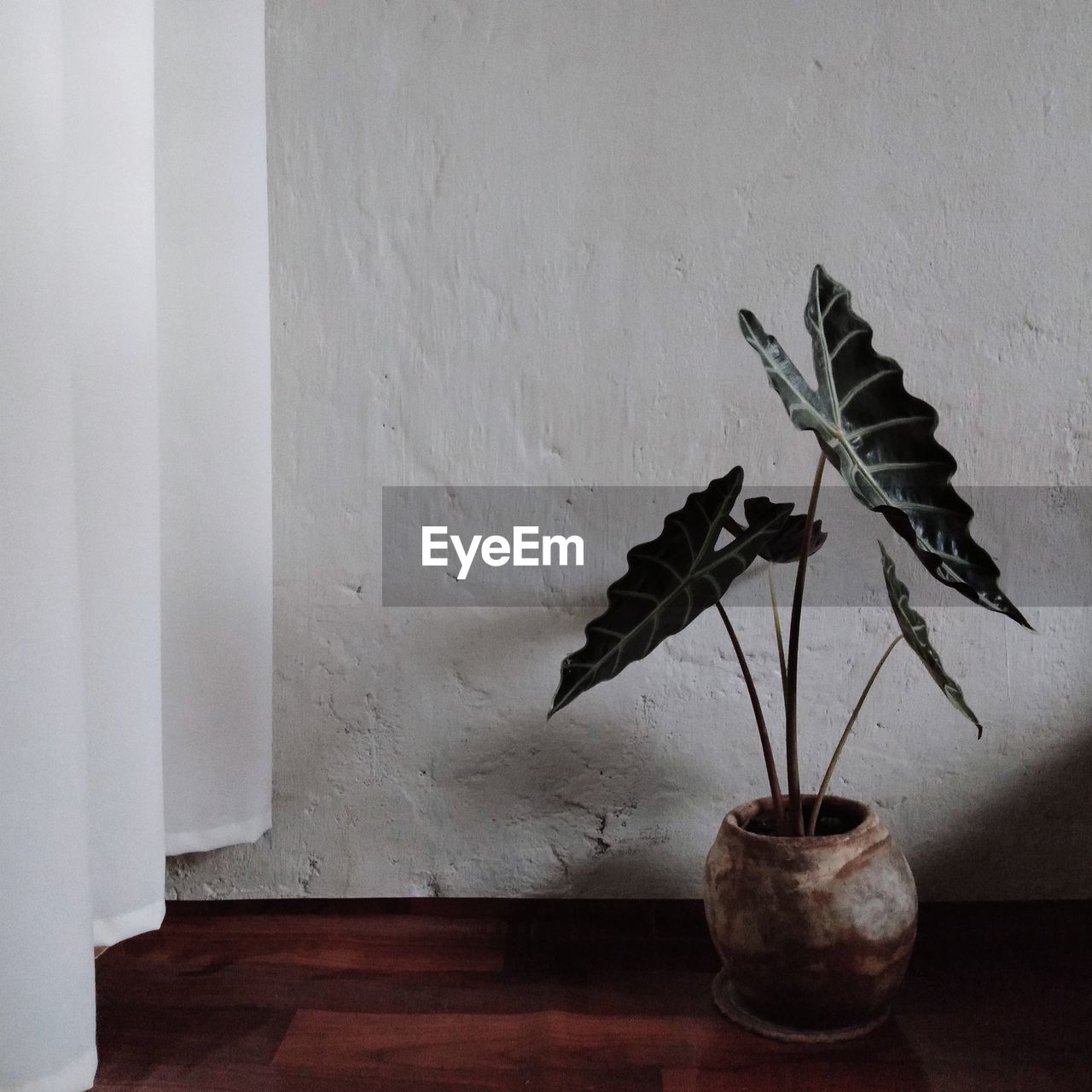 wall - building feature, no people, plant, wall, indoors, nature, art, wood, potted plant, white, vase, home interior, flower, day, architecture, still life, houseplant, sculpture, lighting, growth, table, leaf, black, plant part