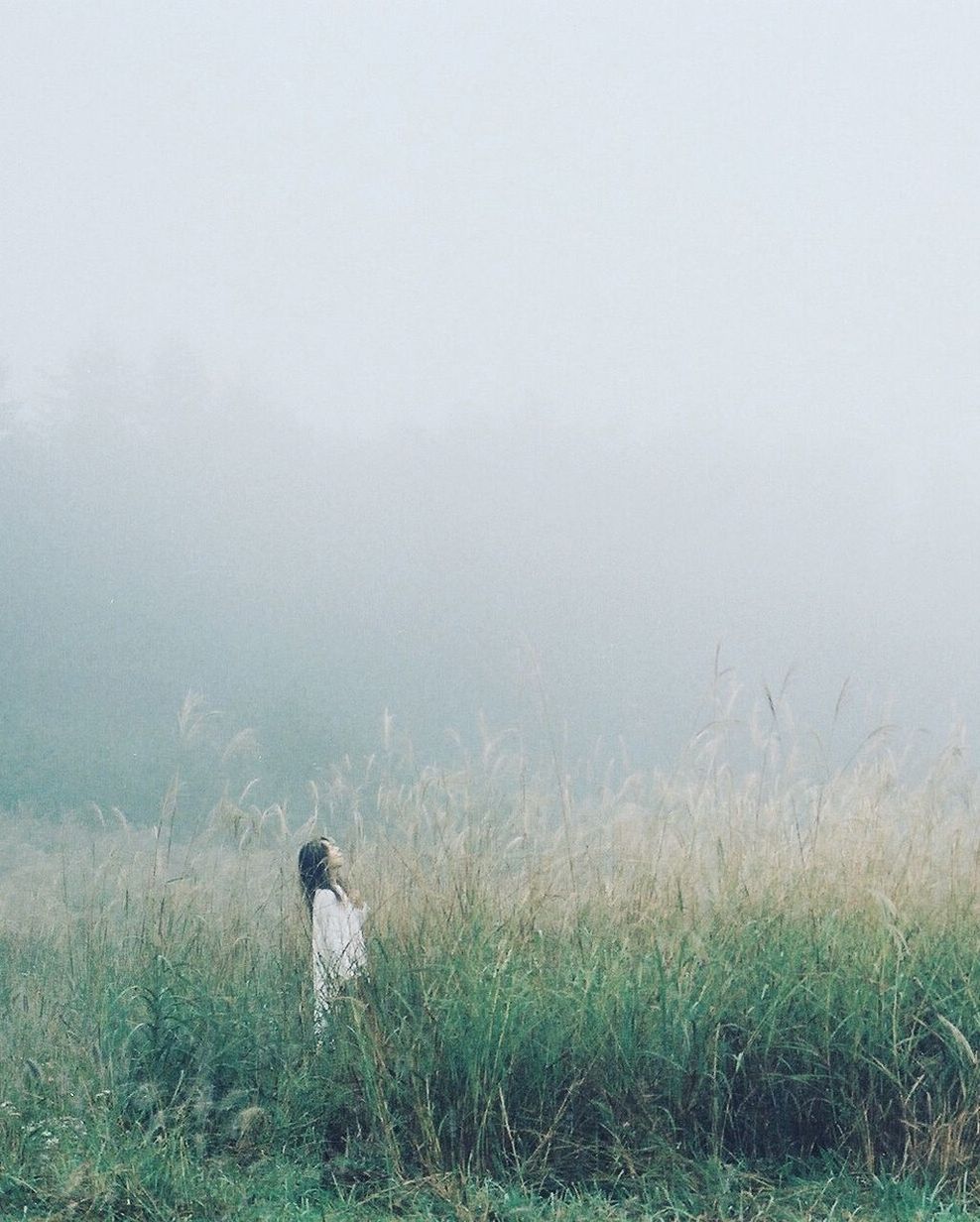 grass, plant, fog, animal themes, animal, one animal, nature, field, grassland, mist, land, prairie, morning, wildlife, no people, animal wildlife, day, beauty in nature, tranquility, bird, environment, sky, natural environment, outdoors, landscape, plain, growth, tranquil scene, mammal