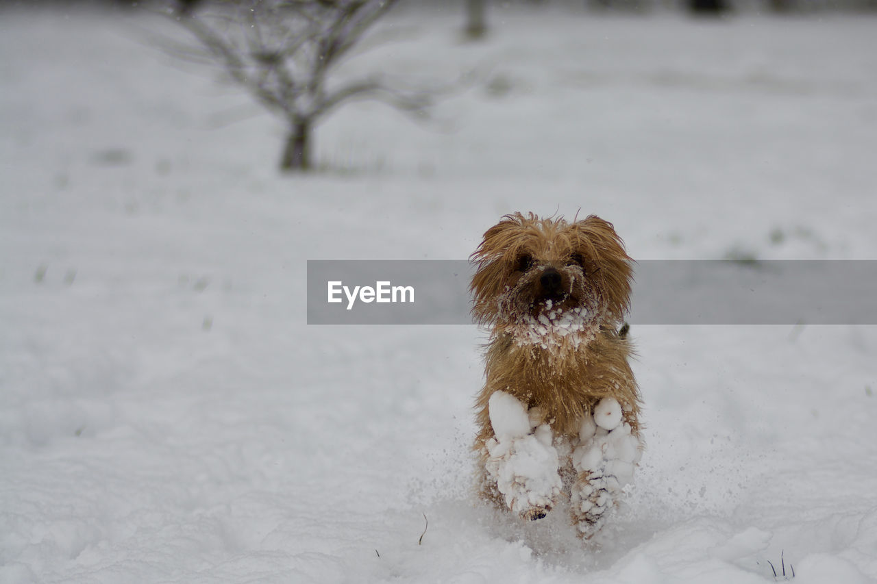 Portrait of dog standing on snow covered field