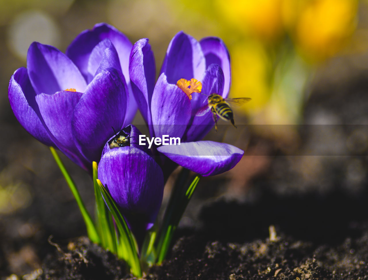 Close-up of purple crocus flowers