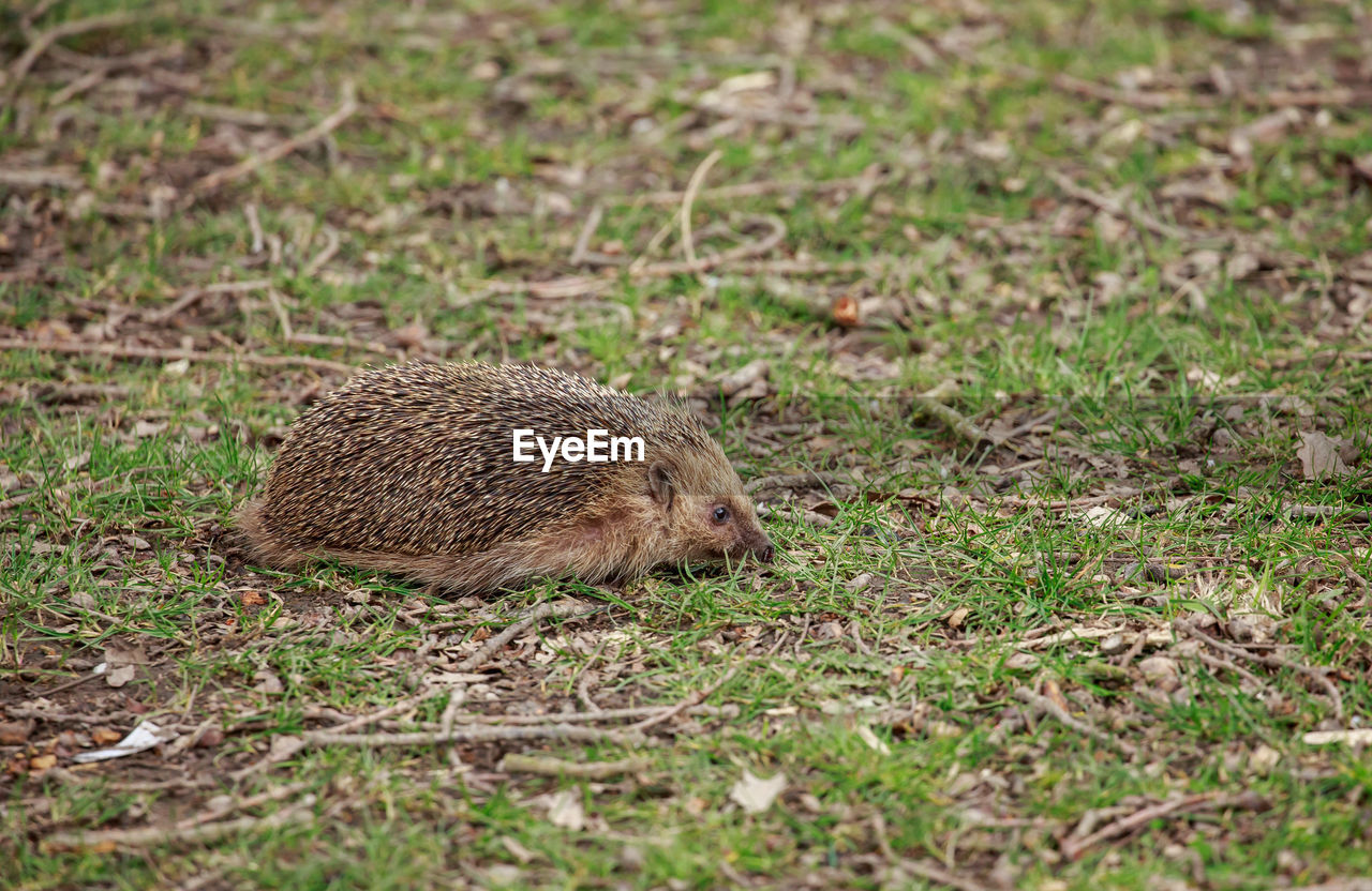 Hedgehog on field