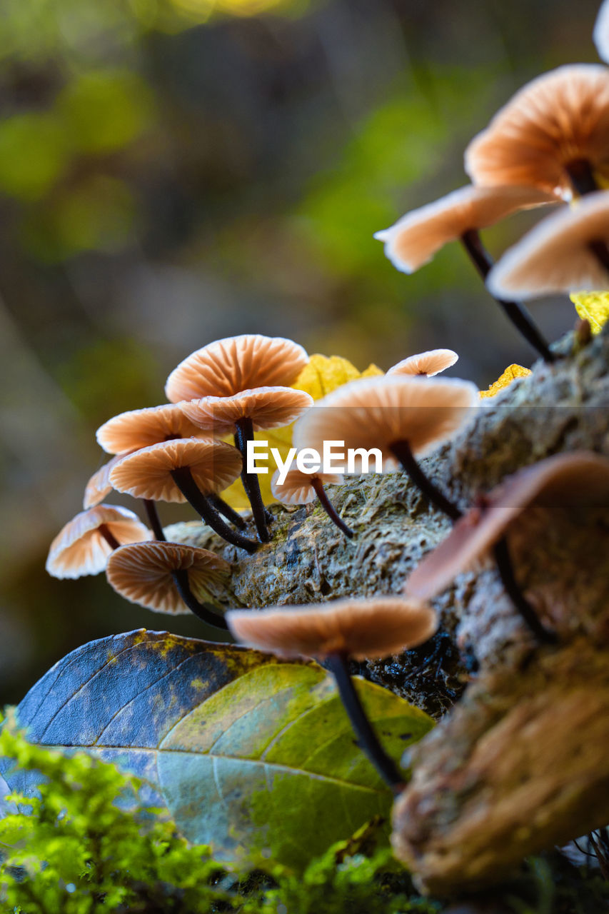 Close-up of many mushrooms on branch