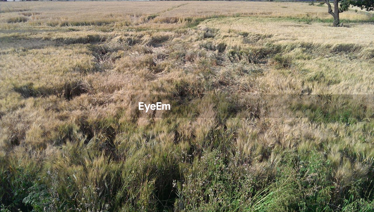 Plants growing on grassy field