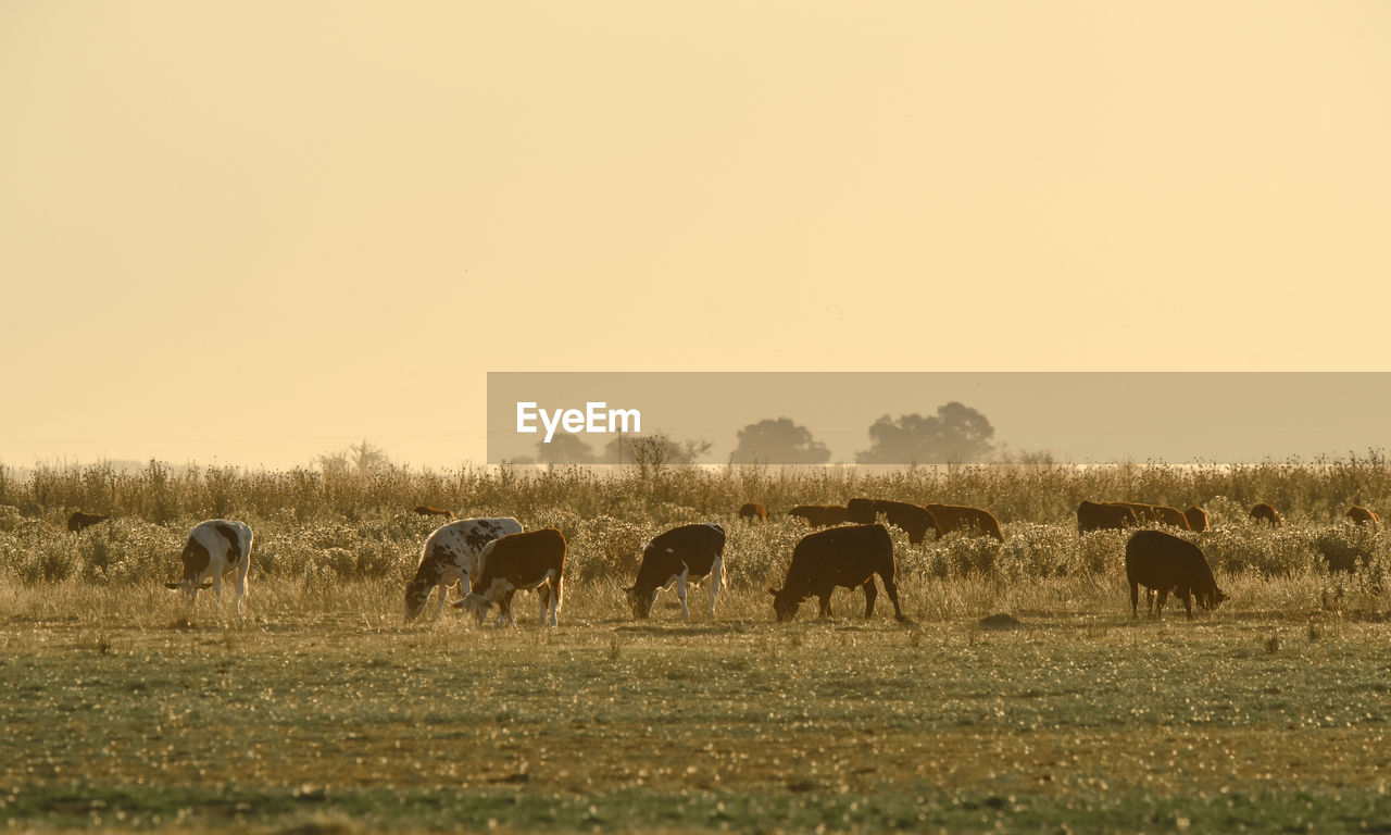 horses grazing on field