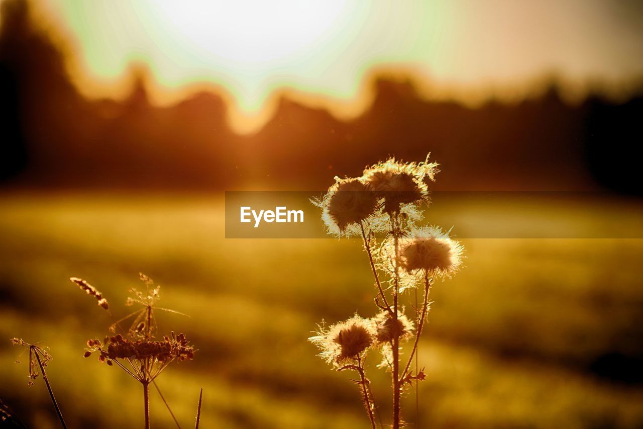 Close-up of flowering plant on field against sky during sunset