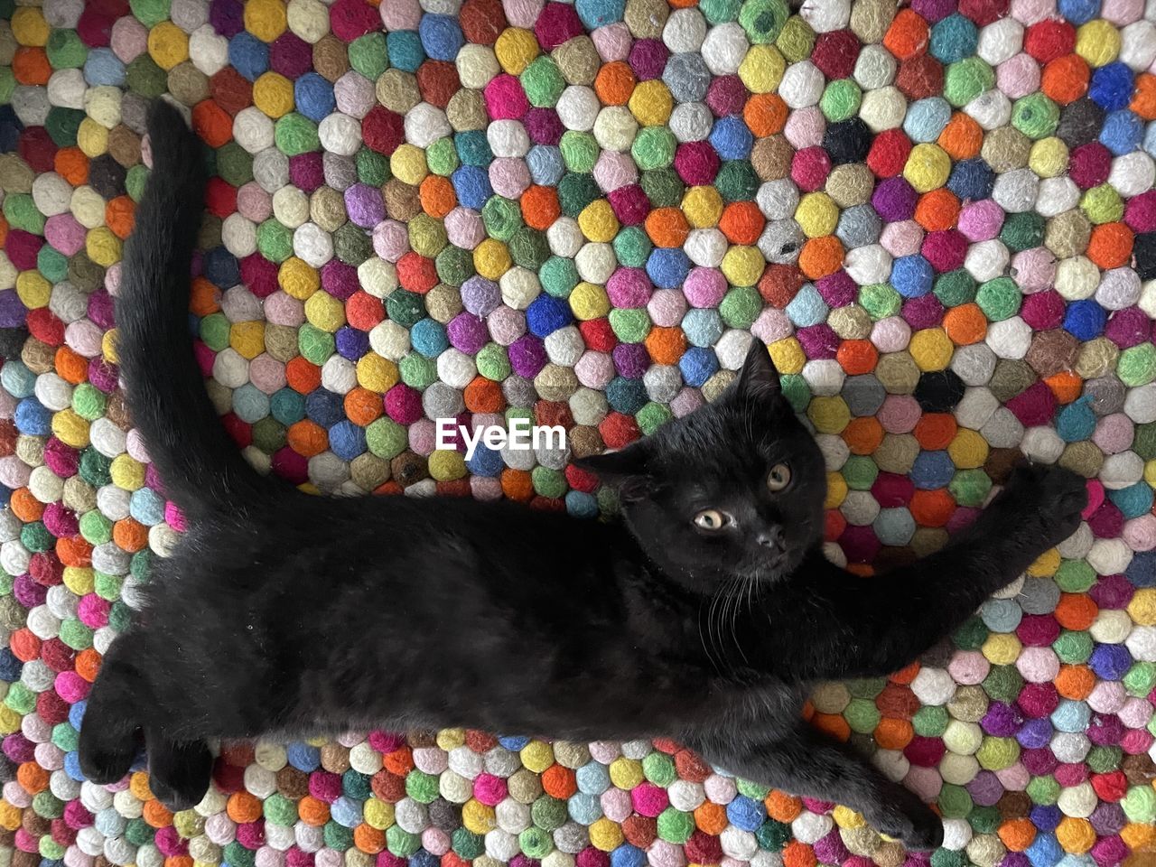 close-up of cat sitting on floor