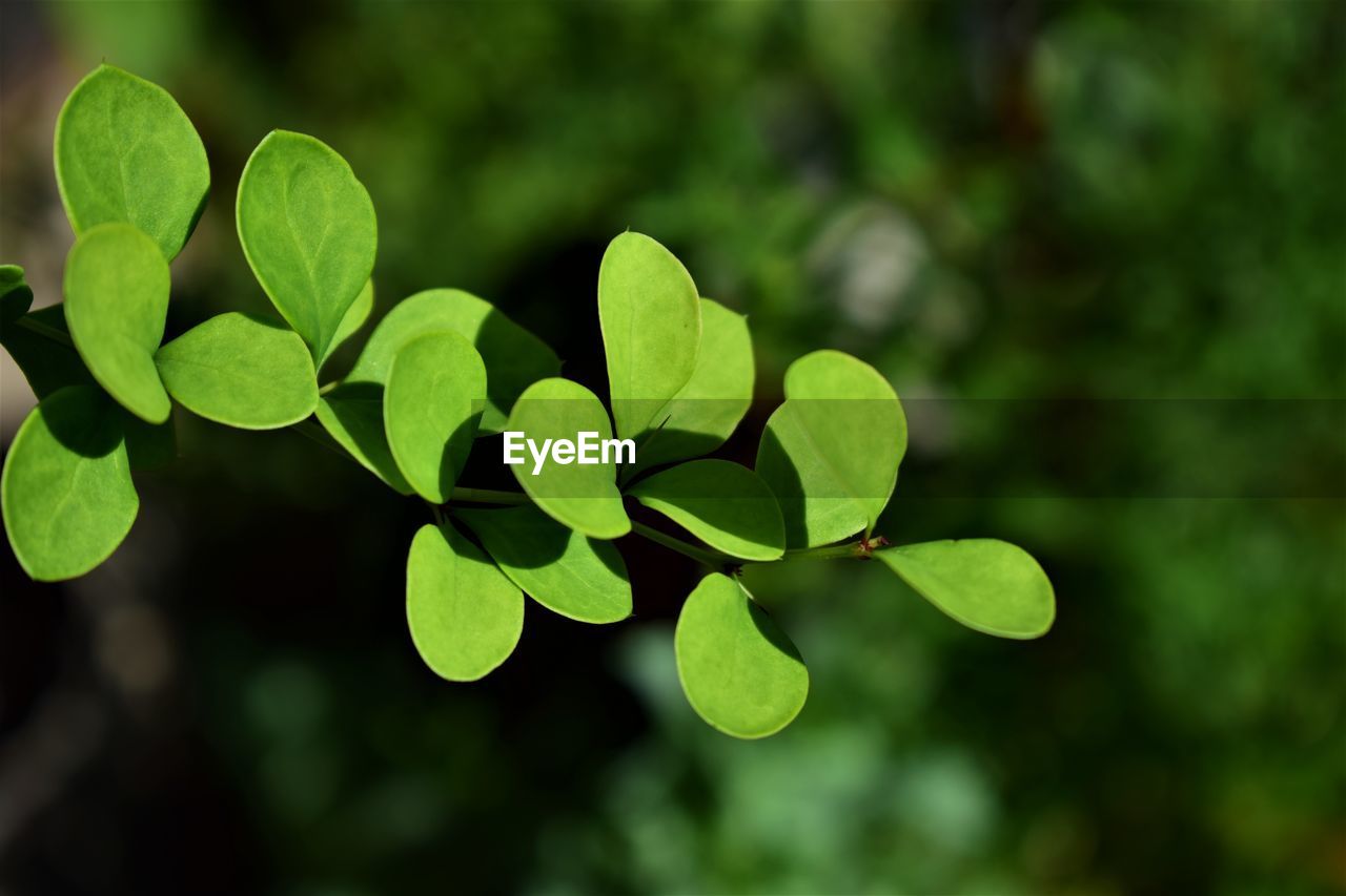 Close-up of leaves against blurred background