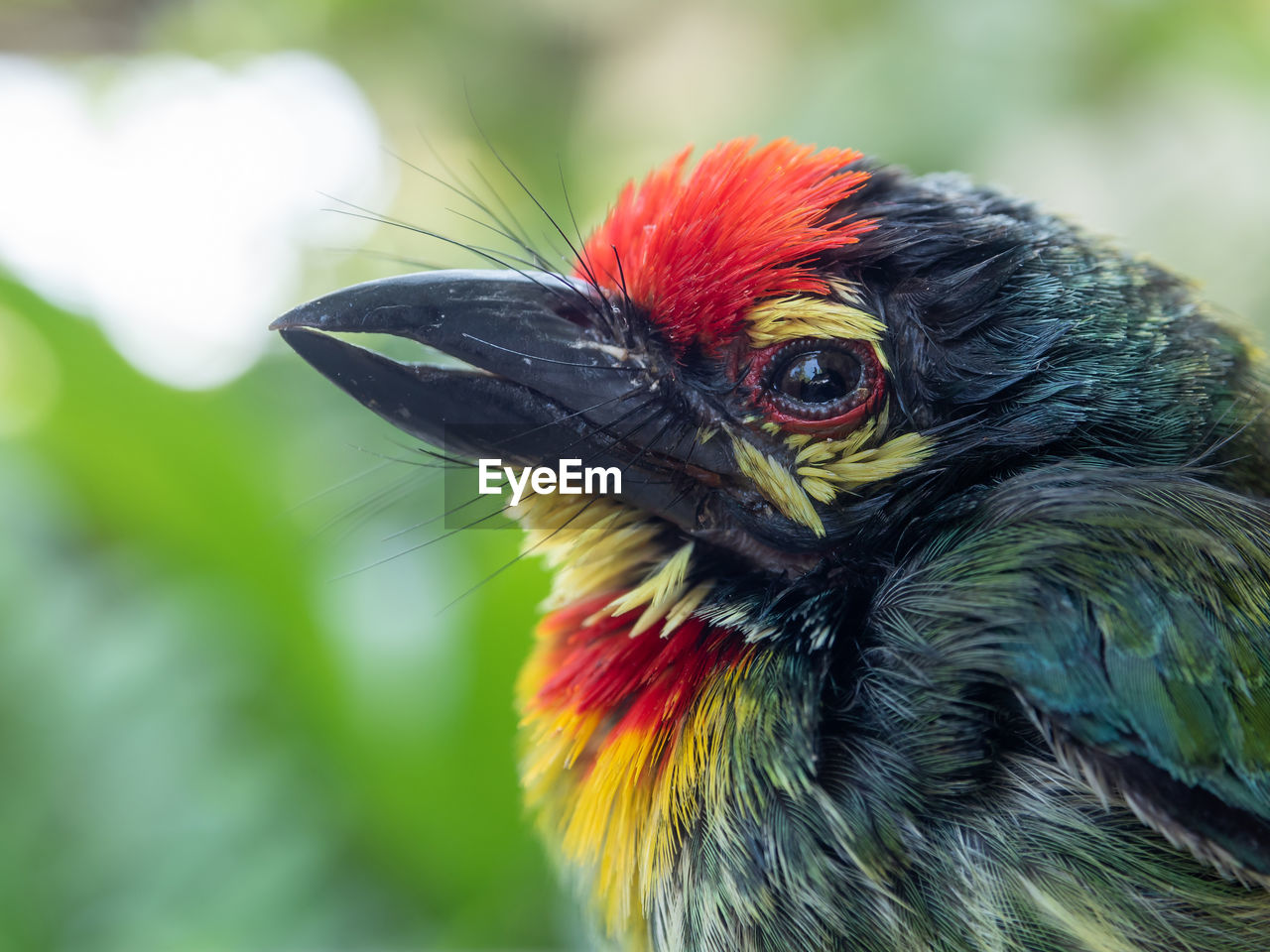 close-up of bird against blurred background