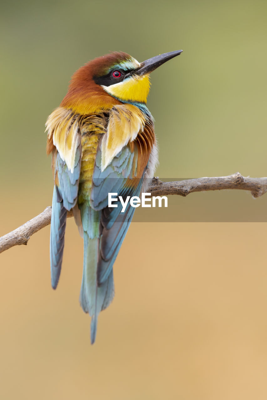 An individual european bee eater (merops apiaster) perched on a branch. vertical shot on a defocused green background.