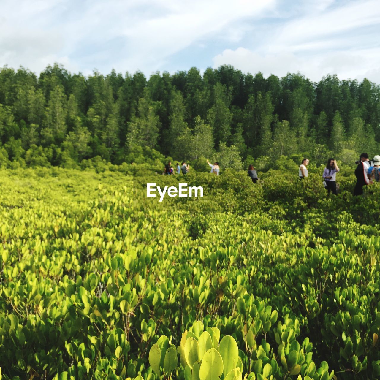 SCENIC VIEW OF GRASSY FIELD AGAINST SKY