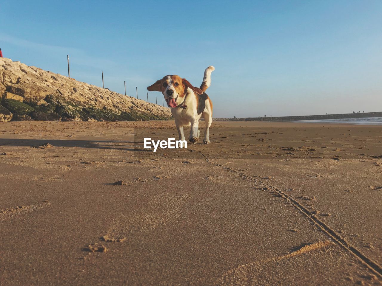DOG RUNNING ON BEACH AGAINST SKY