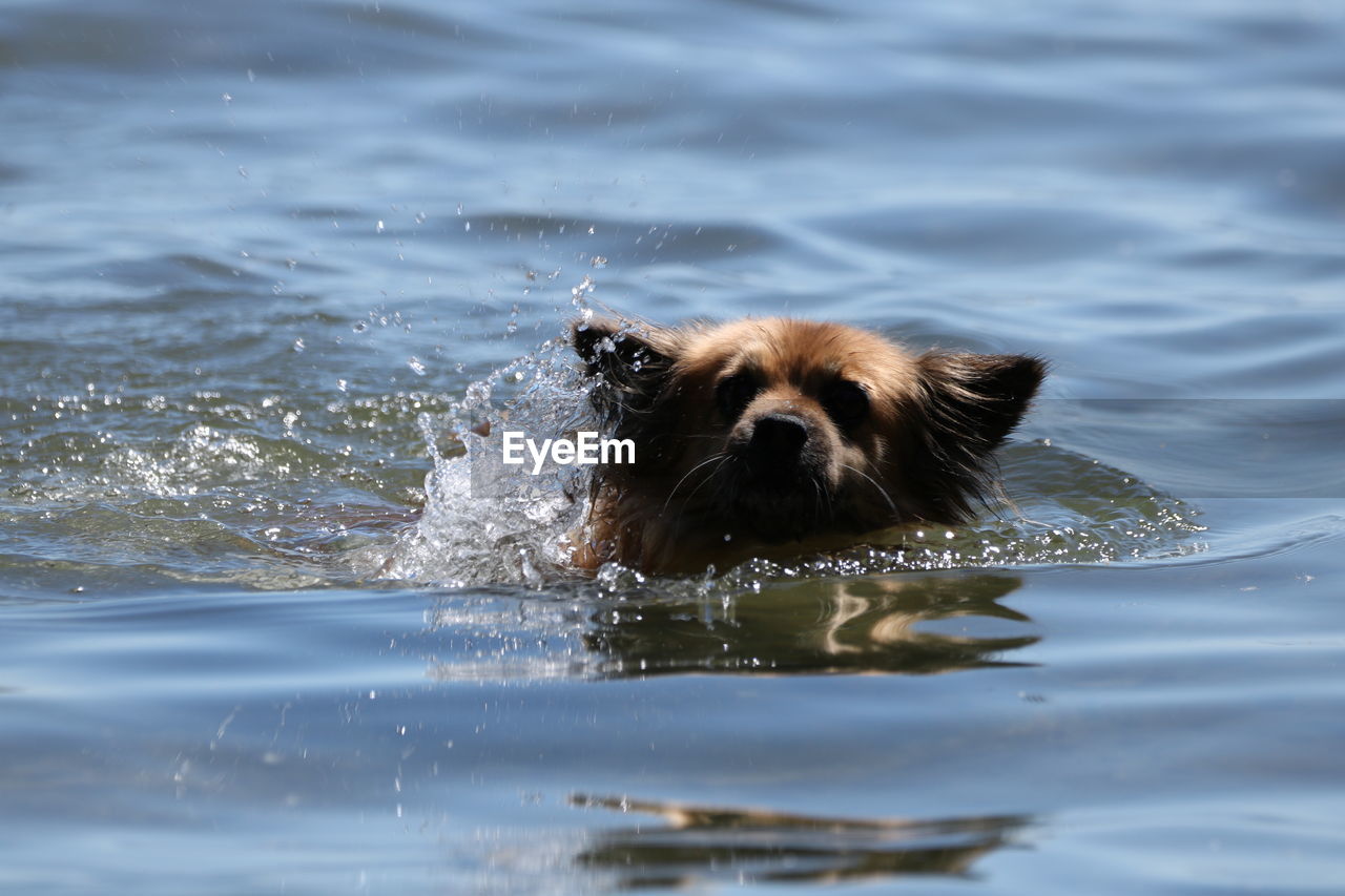 Dog swimming in a water