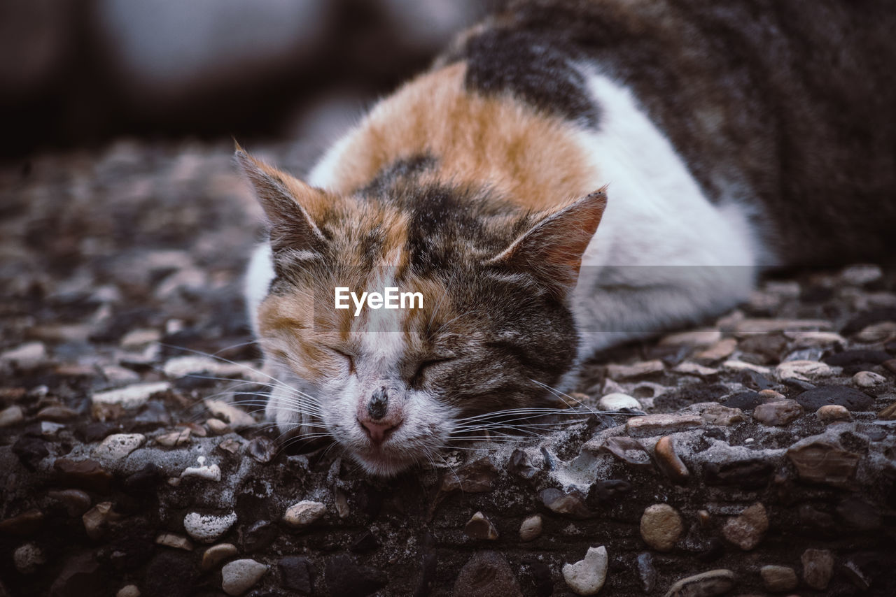 CLOSE-UP OF A CAT RESTING