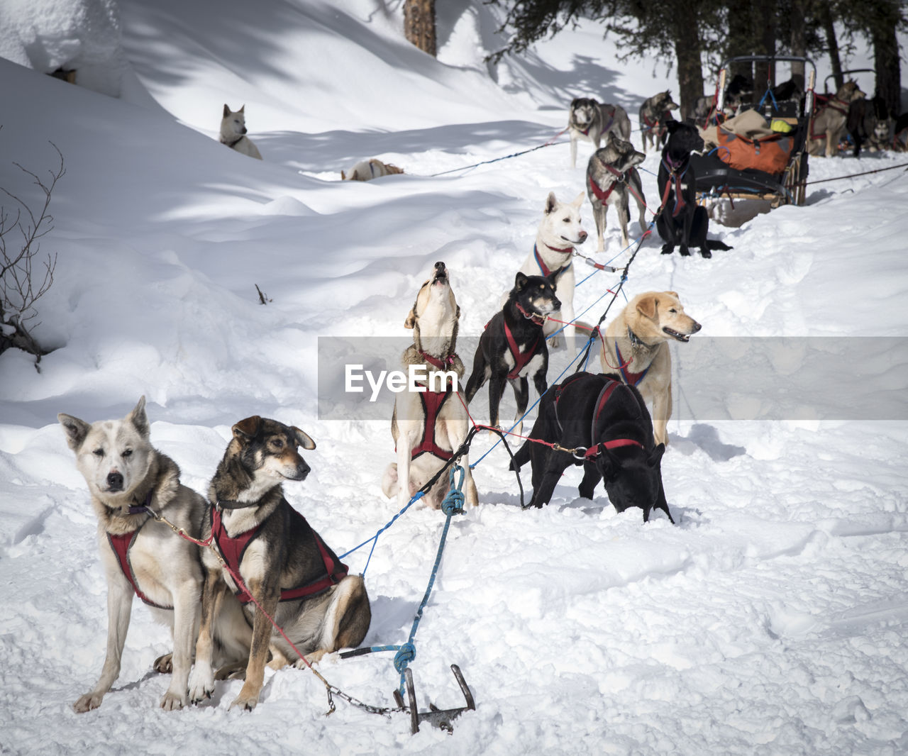 Sled dogs relaxing on snow landscape