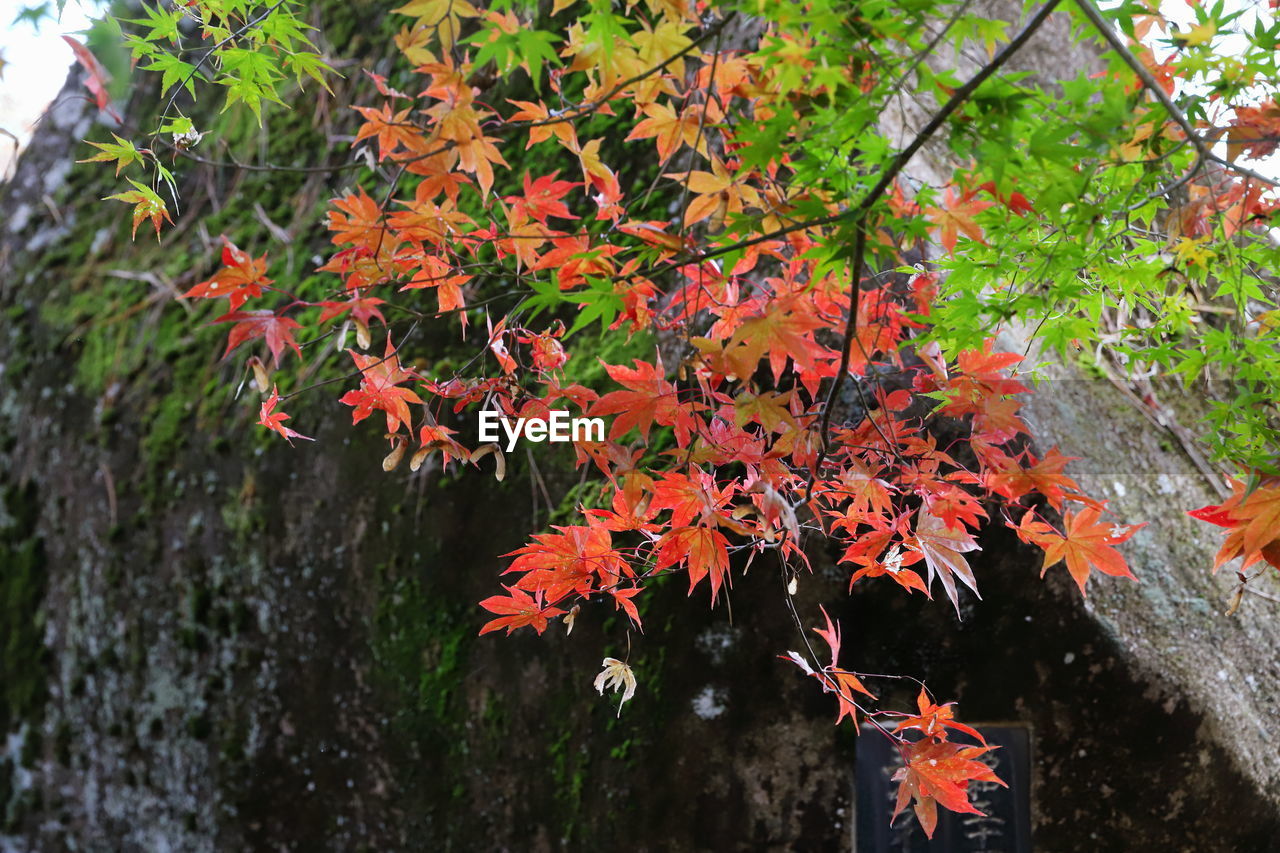 CLOSE-UP OF ORANGE MAPLE LEAVES ON TREE