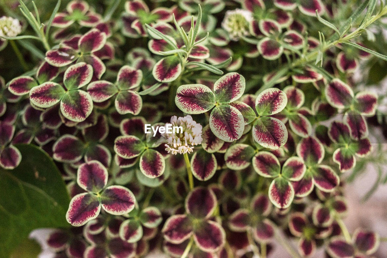 Close-up of purple flowering plant