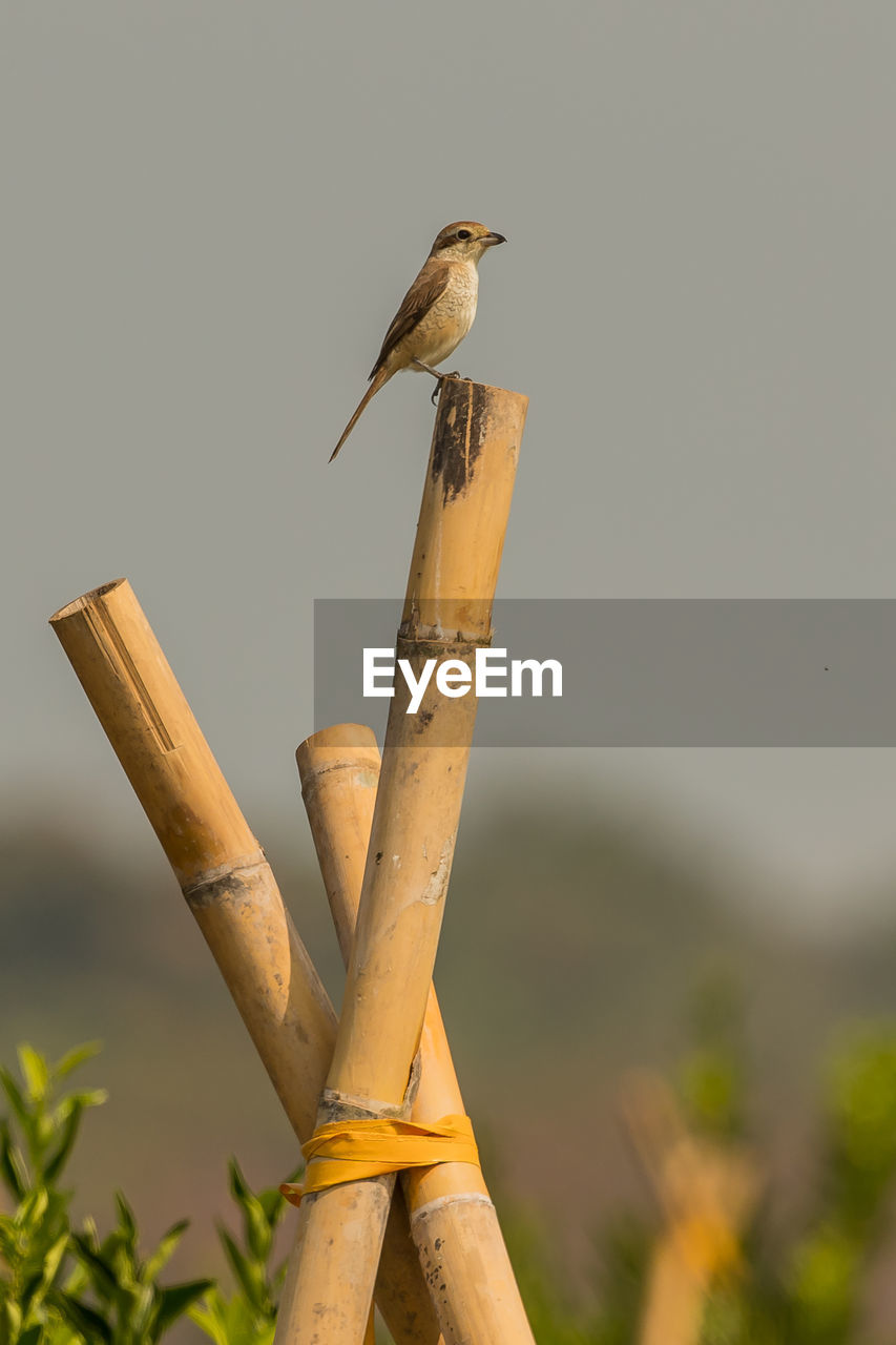 CLOSE-UP OF BIRD PERCHING ON WOODEN POST