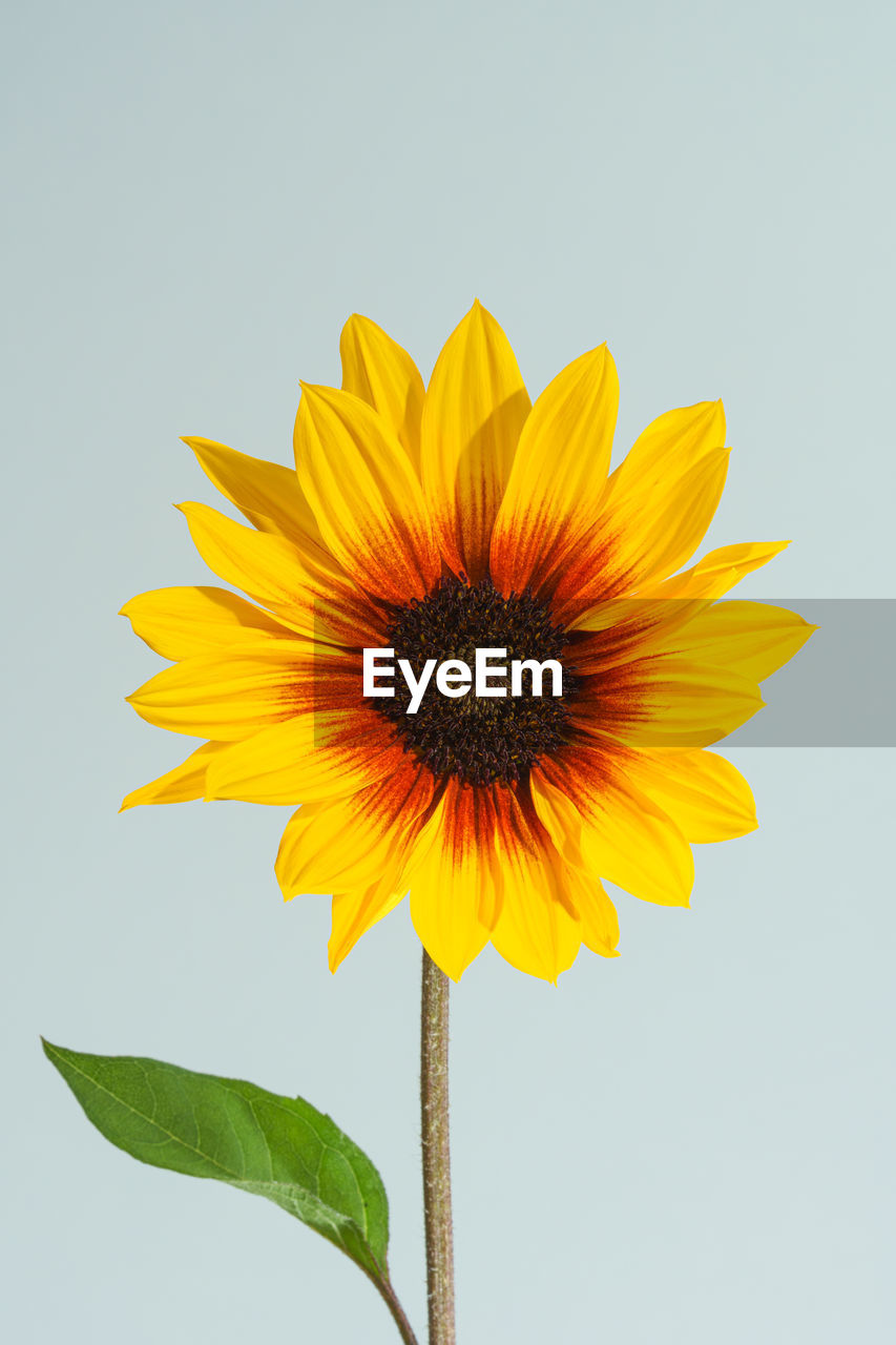 Close-up of yellow flower against white background