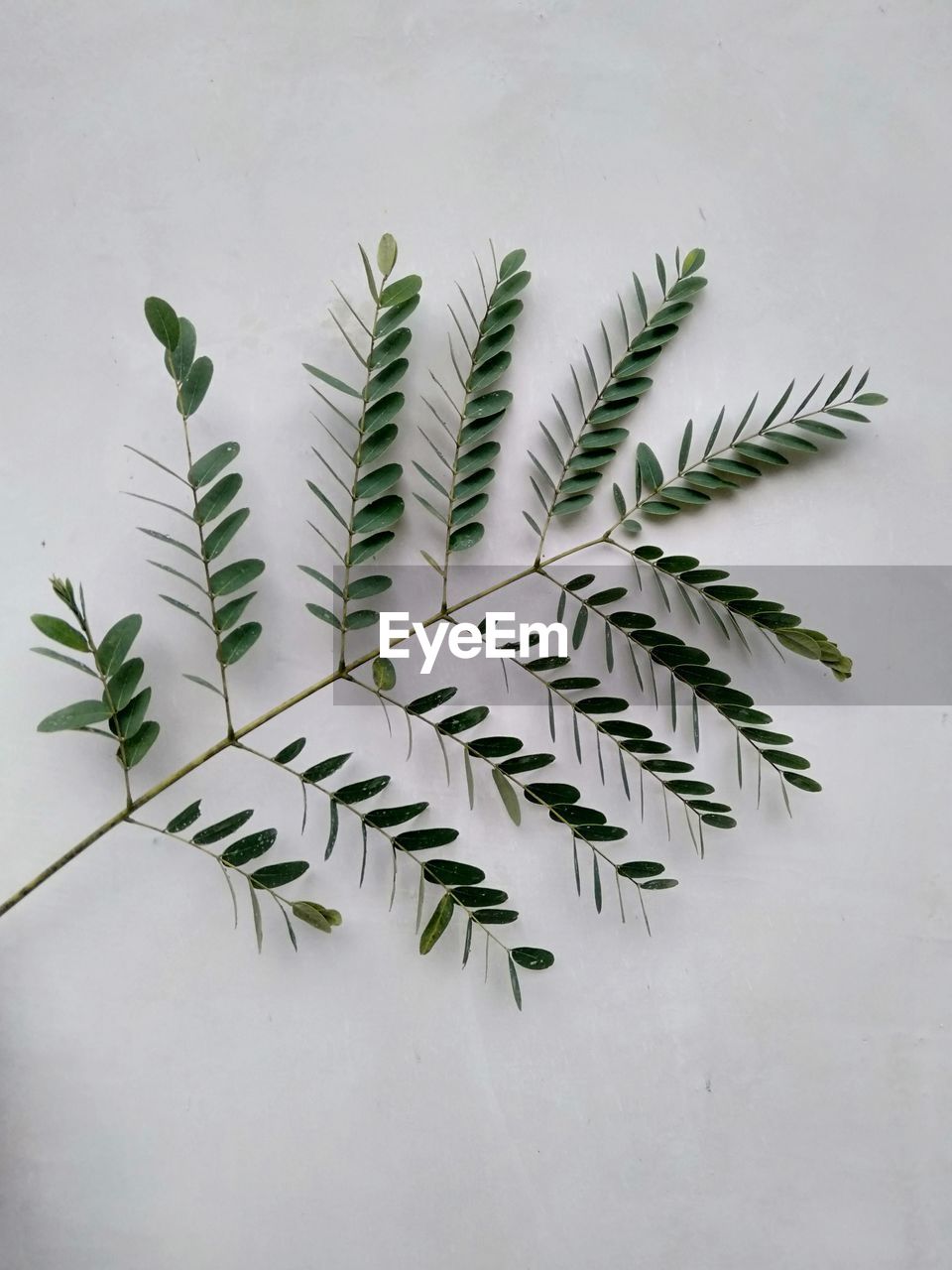 High angle view of leaves against white background