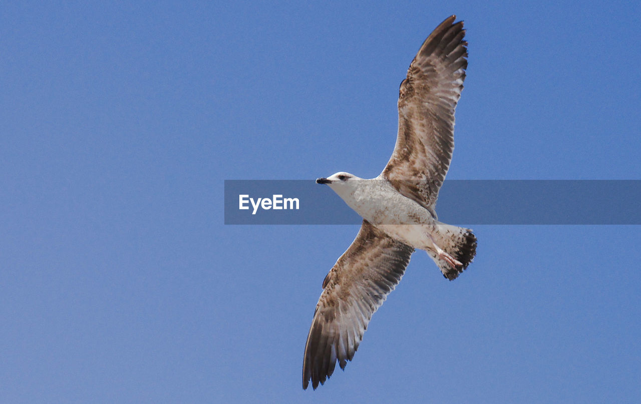 LOW ANGLE VIEW OF EAGLE FLYING